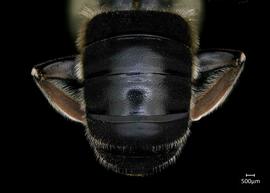   Anthidium rodriguezi nbsp;male abdomen, photo: Chelsey Ritner 
